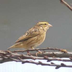 Yellow Crowned Bishop (female) - Heart of Africa - 02.04.25
