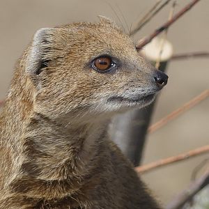 Yellow Mongoose - Heart of Africa - 02.04.25