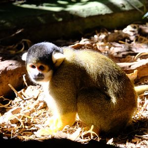 Squirrel Monkey - Melbourne Zoo