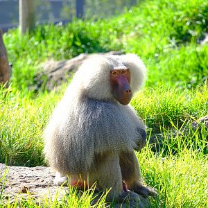 Hamadryas Baboon - Melbourne Zoo