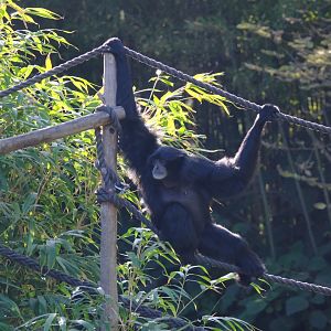 Siamang - Melbourne Zoo