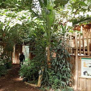 Chimpanzee House