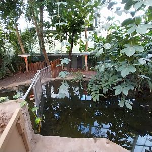 Chimpanzee House - Western Dwarf Crocodile (Osteolaemus tetraspis)