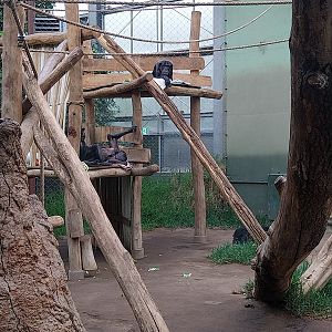 Chimpanzee House - First indoor exhibit