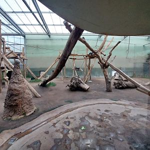 Chimpanzee House - First indoor exhibit