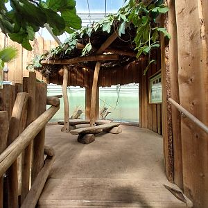Chimpanzee House - First indoor exhibit - Viewing platform