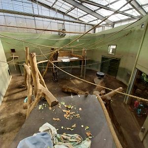 Chimpanzee House - Second indoor exhibit