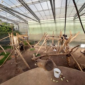 Chimpanzee House - First indoor exhibit