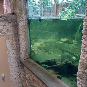 Chimpanzee House - Western Dwarf Crocodile (Osteolaemus tetraspis)