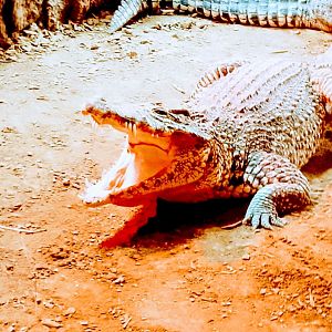 Cuban crocodile 030225