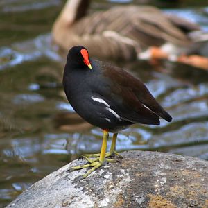Common Gallinule (Gallinula galeata)