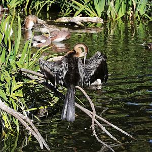 African Darter (Anhinga rufa), December 2015