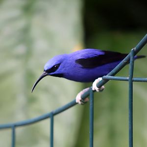 Purple Honeycreeper (Cyanerpes caeruleus), December 2019