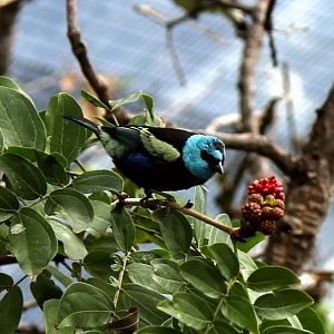 Blue-necked Tanager (Tangara cyanicollis)