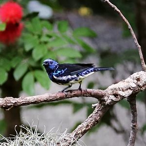 Turquoise Tanager