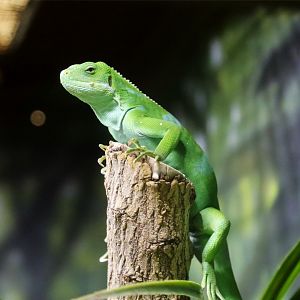 Fiji Banded Iguana