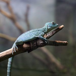Green Basilisk