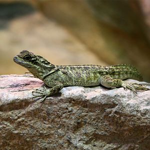Philippine Sailfin Lizard