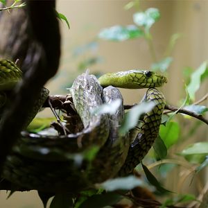 Western Green Mamba