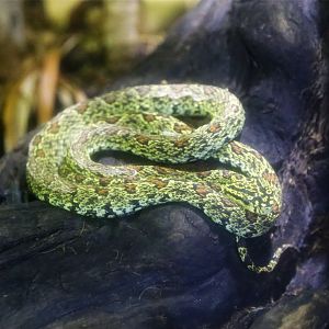 Jerdon's Pitviper (Protobothrops jerdonii)