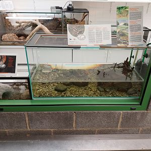 Musée d'histoire naturelle et Vivarium Tournai - Kaiser's Spotted Newt (Neurergus kaiseri)