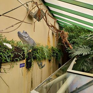 Musée d'histoire naturelle et Vivarium Tournai - Chinese Alligator (Alligator sinensis)