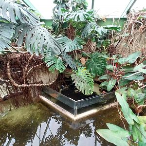 Musée d'histoire naturelle et Vivarium Tournai - Chinese Alligator (Alligator sinensis) and Alligator Snapping Turtle (M. temmincki)