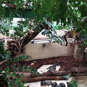 Musée d'histoire naturelle et Vivarium Tournai - Chinese Alligator (Alligator sinensis)