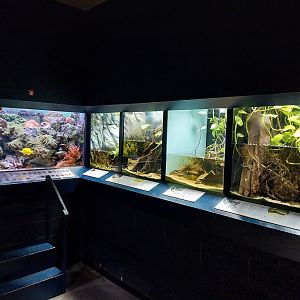 Musée d'histoire naturelle et Vivarium Tournai - Aquarium