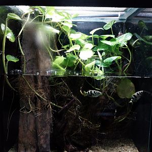 Musée d'histoire naturelle et Vivarium Tournai - Aquarium - Banded Archerfish (Toxotes jaculatrix) and Eyespot Puffer (Dichotomyctere ocellatus)