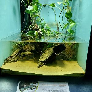 Musée d'histoire naturelle et Vivarium Tournai - Arnoured Bichir (Polypterus delhezi)