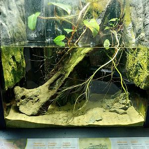 Musée d'histoire naturelle et Vivarium Tournai - Cobalt Blue Goby (Stiphodon semoni) and Peacock Gudgeon (Tateumdima ocellicauda)