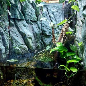 Musée d'histoire naturelle et Vivarium Tournai - African Clawed Frog (Xenopus laevis)