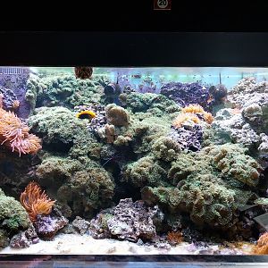 Musée d'histoire naturelle et Vivarium Tournai - Reef aquarium