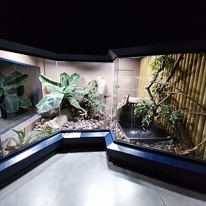 Musée d'histoire naturelle et Vivarium Tournai - Reticulated Python (Malayopython reticulatus)