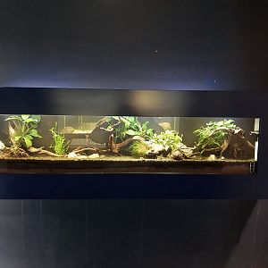 Musée d'histoire naturelle et Vivarium Tournai - Dwarf Rasbora (Boraras maculatus)