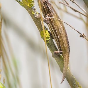 Kenya stumptail chameleon (Rieppeleon kerstenii) - only in Vienna!