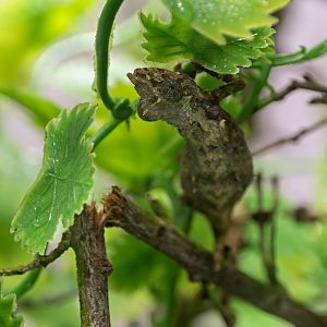 Nguru pygmy chameleon (Rhampholeon acuminatus) - only in Vienna!
