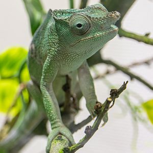 Matschie’s two-horned chamaeleon (Kinyongia matschiei) - only in Vienna!