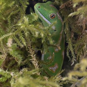 Northland green gecko (Naultinus grayii) - 3 zoos in Europe
