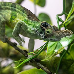 Vosseler's blade-horned chameleon (Kinyongia vosseleri) - only in Vienna!