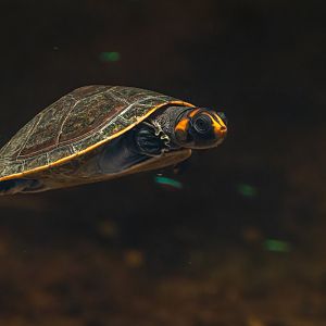 Red-headed amazon side-necked turtle (Podocnemis erythrocephala) - only in Vienna!