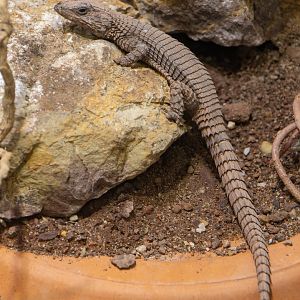 Lawrence's girdled lizard (Namazonurus lawrenci) - only in Vienna!