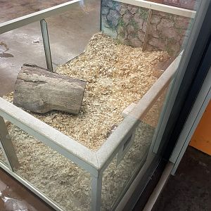 Armadillo "Enclosure"- May 2024