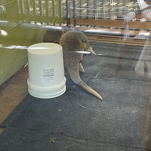 Indoor Wallaby- May 2024