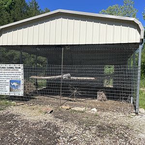 Sandhill Crane "Aviary"- May 2024