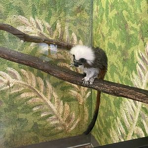 Cotton-Top Tamarin- May 2024