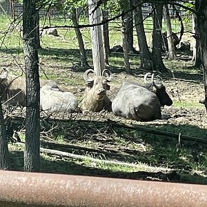 Drive-Thru Safari Water Buffalo- May 2024