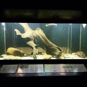 Musée d'histoire naturelle et Vivarium Tournai - Pondslider (Trachemys scripta) and False Map Turtle (Graptemys pseudogeographica)