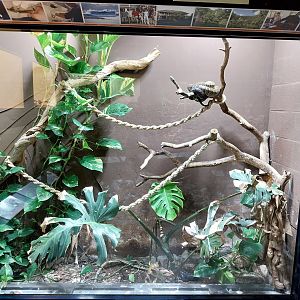 Musée d'histoire naturelle et Vivarium Tournai - Jamaican Boa (Chilabothrus subflavus)